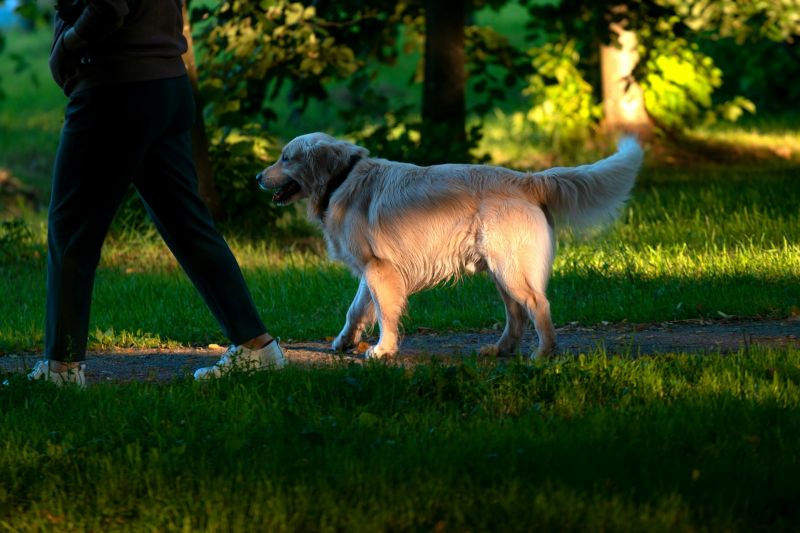 Spaziergang mit Hund im Park